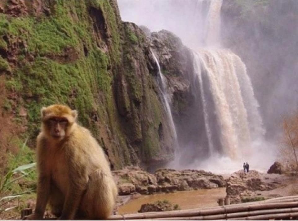 Excursion privée d’une journée aux cascades d’Ouzoud et dans le Moyen Atlas depuis Marrakech